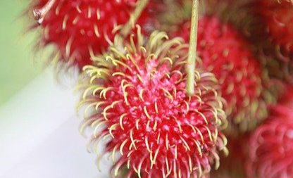 Bisa Mengatasi Masalah Jerawat, Ini Manfaat Lain Rambutan untuk Kecantikan