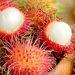 Hati-hati Berlebihan, Ini Efek Samping Konsumsi Buah Rambutan, Salah Satunya Asam Lambung Naik