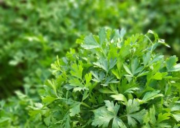 7 Olahan Daun Seledri yang Mudah Dibuat, Baik untuk Kesehatan Tubuh