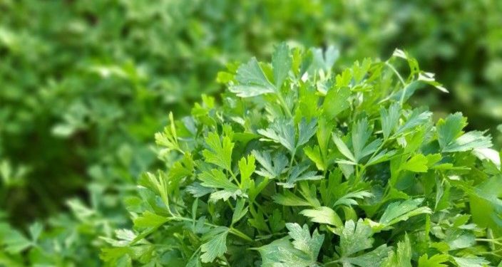 7 Olahan Daun Seledri yang Mudah Dibuat, Baik untuk Kesehatan Tubuh