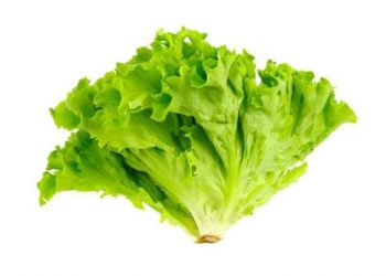 Cek Disini 6 Manfaat Sayur Selada untuk Kesehatan, Bantu Turunkan Berat Badan