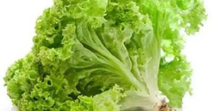 Bantu Jaga Kecantikan Kulitmu dengan Konsumsi Sayur Selada, Intip Manfaatnya Disini!