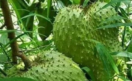 Cek Manfaat Buah Sirsak untuk Bumil di Sini! Ampuh Meningkatkan Nafsu Makan