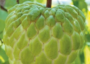 Ini 6 Manfaat Buah Srikaya bagi Kesehatan Tubuh, Ampuh Menjaga Kesehatan Jantung