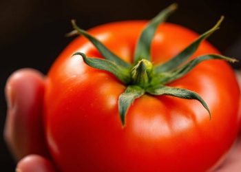 Cek Manfaat bagi Kesehatan di Sini, Buah Tomat Dipercaya Dapat Mengontrol Gula Darah