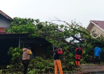 Pohon Mahoni 10 Meter Tumbang di Jalan Seruni, Timpa Warung Usaha dan Tutup Badan Jalan