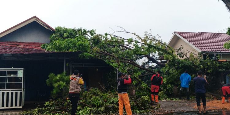 Pohon Mahoni 10 Meter Tumbang di Jalan Seruni, Timpa Warung Usaha dan Tutup Badan Jalan