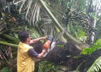 Hujan Disertai Angin Kencang Menerjang Bengkulu Selatan, Pohon Tumbang di 4 Lokasi
