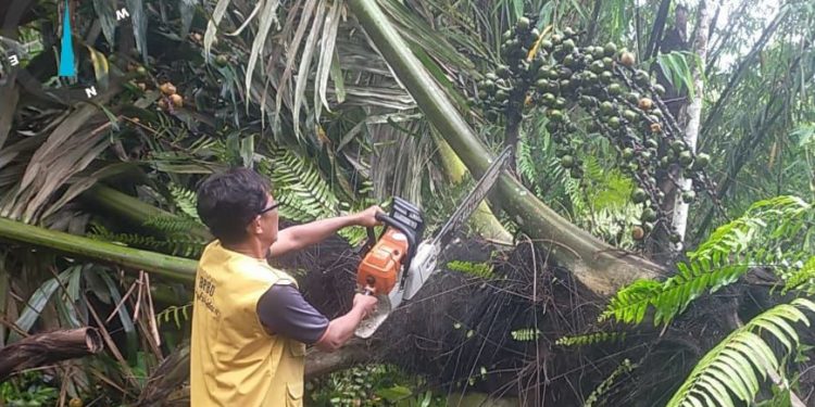 Hujan Disertai Angin Kencang Menerjang Bengkulu Selatan, Pohon Tumbang di 4 Lokasi