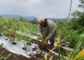 Terserang Penyakit, Petani Jahe di Kepahiang Meradang