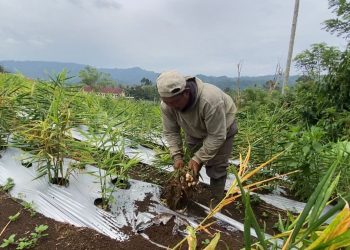 Terserang Penyakit, Petani Jahe di Kepahiang Meradang