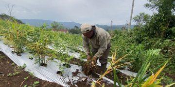 Terserang Penyakit, Petani Jahe di Kepahiang Meradang