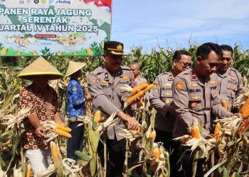 Polres Bengkulu Selatan Panen Jagung Serentak Kuartal IV 2025