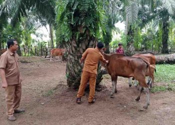 Penyakit Jembrana dan Ngorok Mengintai Ternak, Dispar Bengkulu Selatan Lakukan Suntik Vitamin