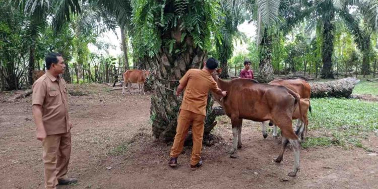 Penyakit Jembrana dan Ngorok Mengintai Ternak, Dispar Bengkulu Selatan Lakukan Suntik Vitamin