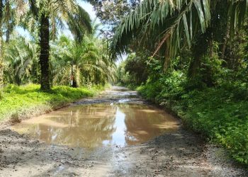 Jalan Peninggalan Inggris di Pesisir Seluma Rusak, Kondisi Jalan Dipenuhi Kubangan Air