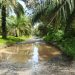 Jalan Peninggalan Inggris di Pesisir Seluma Rusak, Kondisi Jalan Dipenuhi Kubangan Air