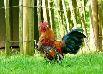 Sering Dengar Ayam Berkokok di Malam Hari? Ini Maknanya Menurut Islam