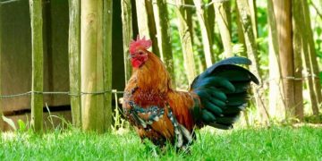 Sering Dengar Ayam Berkokok di Malam Hari? Ini Maknanya Menurut Islam