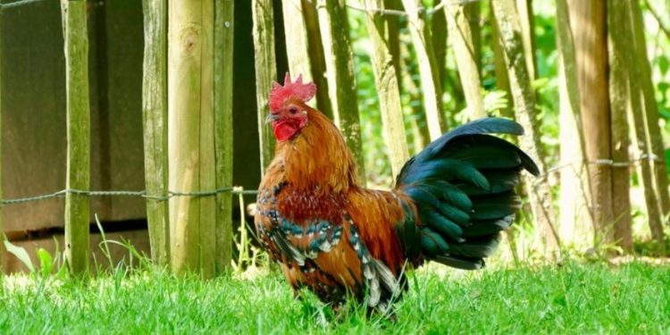 Sering Dengar Ayam Berkokok di Malam Hari? Ini Maknanya Menurut Islam