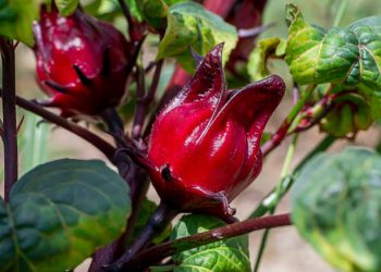 Waspada! Ini 7 Efek Samping Mengonsumsi Bunga Rosella Berlebihan, Salah Satunya Reaksi Alergi