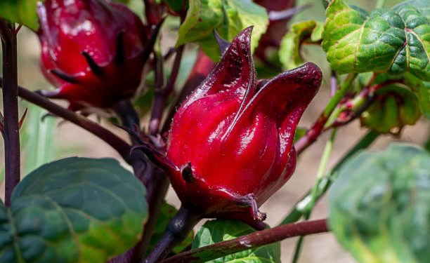 Waspada! Ini 7 Efek Samping Mengonsumsi Bunga Rosella Berlebihan, Salah Satunya Reaksi Alergi