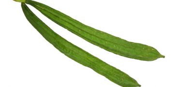 Wajib Tahu Nih Bunda! Inilah Manfaat Sayur Oyong untuk Kesehatan Anak