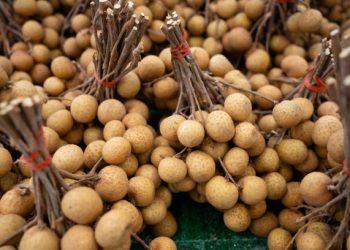 Konsumsi Buah Kelengkeng Baik untuk Atasi Insomnia, Cek Disini 4 Manfaatnya untuk Kesehatan