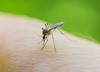 Cek Disini 6 Jenis Pantangan Makanan untuk Penderita Malaria, Salah Satunya Gorengan