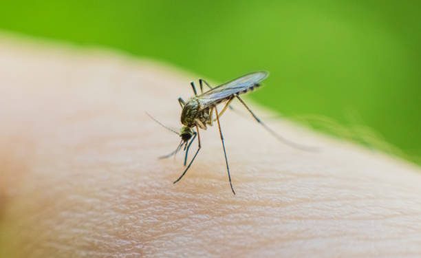 Cek Disini 6 Jenis Pantangan Makanan untuk Penderita Malaria, Salah Satunya Gorengan