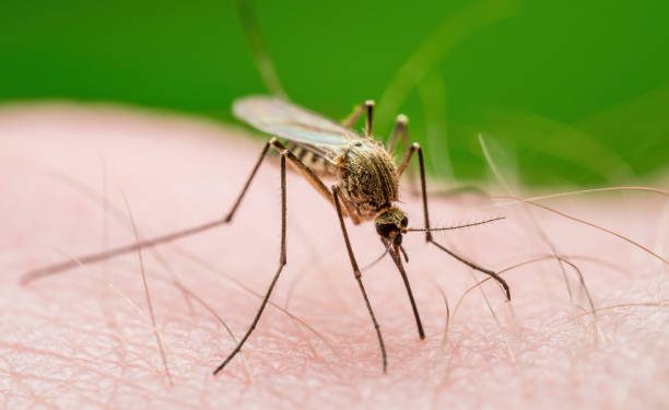 Cegah Sebelum Terjadi, Ini 6 Tips Jitu untuk Lindungi Tubuh dari Penyakit Malaria, Terapkan Sekarang!