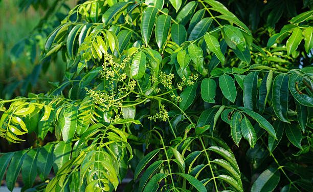 Daun Kedondong Hasilkan 5 Tawaran Manfaat untuk Sehari-hari, Salah Satunya Bisa Empukkan Daging