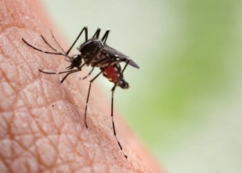 Intip Disini Ragam Buah yang Baik Dikonsumsi Penderita Malaria, Terutama Apel