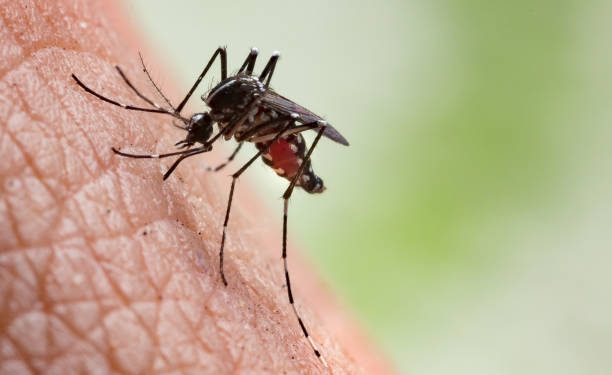 Intip Disini Ragam Buah yang Baik Dikonsumsi Penderita Malaria, Terutama Apel