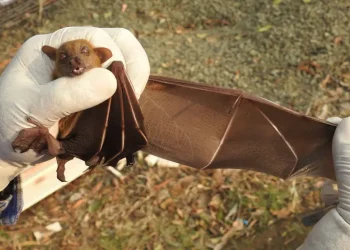 Virus Nipah Berbahaya, Ini Langkah Pencegahan yang Masih Sering Diabaikan