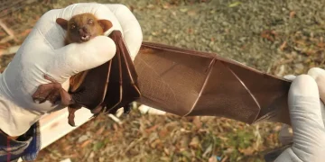 Virus Nipah Berbahaya, Ini Langkah Pencegahan yang Masih Sering Diabaikan