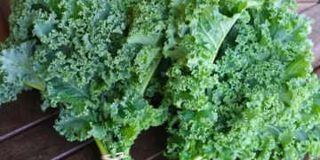 Cek Disini 3 Tawaran Manfaat Sayur Kale untuk Kecantikan Kulit, Salah Satunya Jerawat Terhempaskan