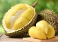 Inilah 5 Manfaat Buah Durian untuk Kesehatan, Salah Satunya Cegah Penyakit Jantung