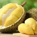 Inilah 5 Manfaat Buah Durian untuk Kesehatan, Salah Satunya Cegah Penyakit Jantung