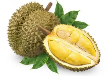 Tak Selalu Baik, Kenali 5 Efek Samping Konsumsi Buah Durian Berlebihan, Bikin Berat Badan Naik