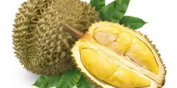 Tak Selalu Baik, Kenali 5 Efek Samping Konsumsi Buah Durian Berlebihan, Bikin Berat Badan Naik