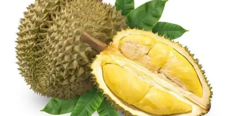 Tak Selalu Baik, Kenali 5 Efek Samping Konsumsi Buah Durian Berlebihan, Bikin Berat Badan Naik