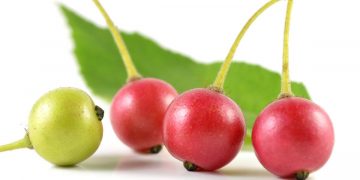 Bisa Dijadikan Masker Wajah, Ini Dia Manfaat Buah Ceri untuk Kecantikan Kulit