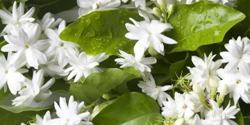 Bukan Sekedar Tanaman Hias, Inilah 6 Manfaat Bunga Melati untuk Kesehatan