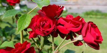 Cek Disini 5 Manfaat Bunga Mawar untuk Kesehatan, Salah Satunya Kurangi Stres