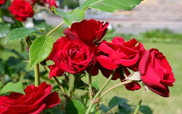 Cek Disini 5 Manfaat Bunga Mawar untuk Kesehatan, Salah Satunya Kurangi Stres