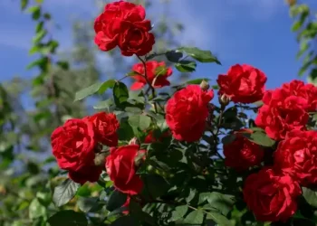 Jaga Kecantikan Kulitmu dengan Gunakan Bunga Mawar, Ini Manfaatnya untuk Dunia Kecantikan