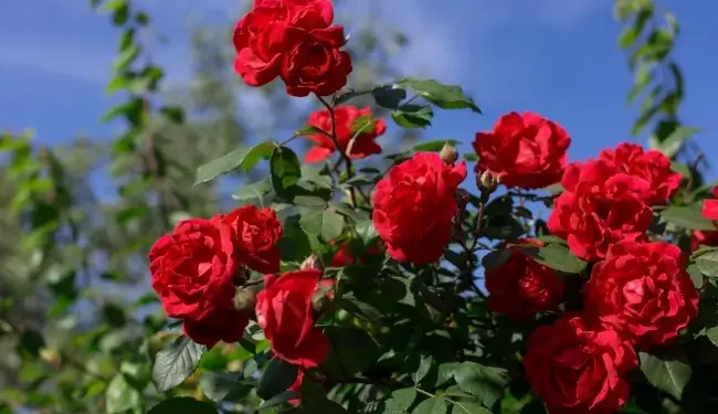 Jaga Kecantikan Kulitmu dengan Gunakan Bunga Mawar, Ini Manfaatnya untuk Dunia Kecantikan