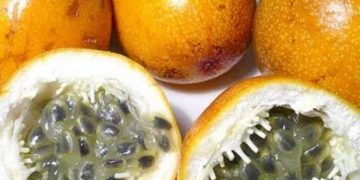 Ini 6 Efek Samping Konsumsi Buah Markisa Bagi Kesehatan Tubuh, Jangan Berlebihan Ya!