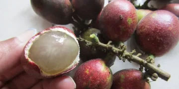 Suka Makan Buah Matoa? Ini 5 Manfaatnya untuk Kesehatan Tubuh!